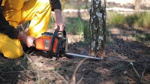 Reliable Brickerville, PA Tree Care Solutions